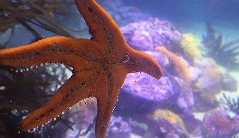 Macam Macam Hewan Unik: Binatang Di Laut | 54dewapoker.com
