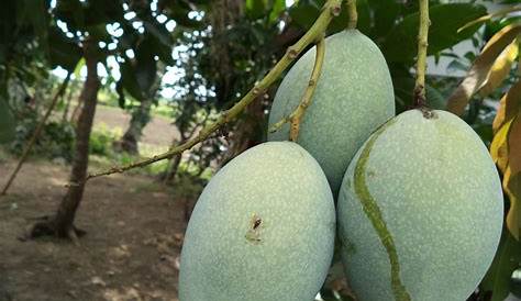 Gambar Buah Mangga - Gambar Buah