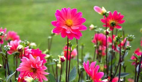 Gambar Bunga Dahlia Yang Indah | Kumpulan Gambar