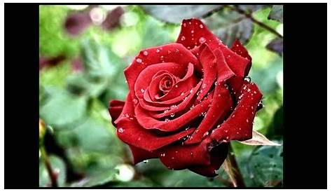 33+ Gambar Bunga Mawar Merah Terindah Di Dunia