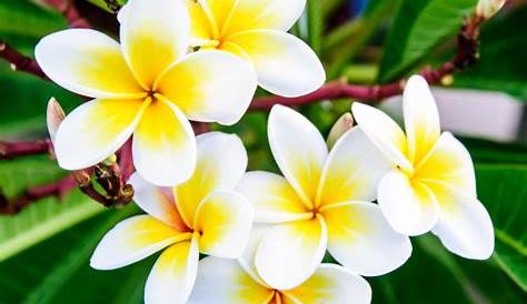 Bunga Raya - Bunga Kebangsaan Malaysia - Relaks Minda