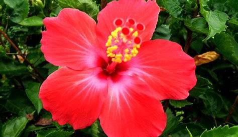 Cantiknya Bunga Raya Bunga Kebangsaan Malaysia