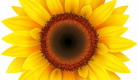 Gambar Clipart Bunga Matahari, Bunga Matahari, Png, Bunga PNG dan