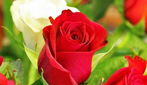 50+ Gambar Bunga Mawar Tercantik di Dunia (Warna Putih, Ungu, Pink dan
