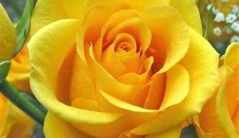 Wow 29+ Bunga Mawar Warna Kuning - Gambar Bunga Indah