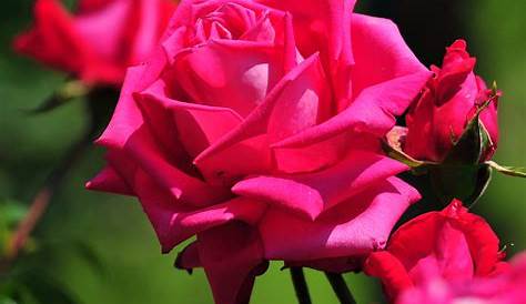 Fantastis 22+ Macam Warna Bunga Mawar - Gambar Bunga Indah