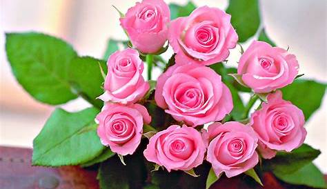 Gambar Bunga Mawar yang Cantik-Cantik