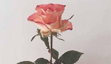 Wow 10+ Animasi Bunga Mawar Pink - Gambar Bunga Indah