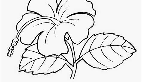 Gambar Bunga Raya Hitam Putih : Free Flower Vector Illustration 140298