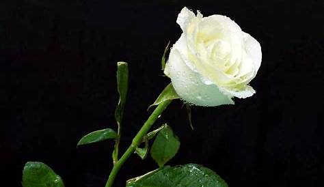 Bunga Ros Putih: Arti & Makna Filosofi Serta Fakta Menariknya - TARAHAP