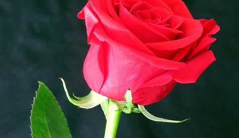 Paling Bagus 13+ Foto Bunga Warna Merah - Gambar Bunga Indah