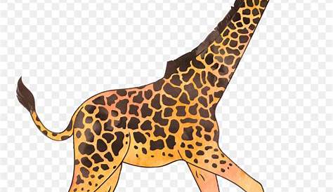 Animasi Gambar Hewan : Ilustrasi Giraffe Infant Animal Aneka Ilustrasi