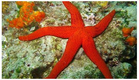 12 Hewan Laut yang Cantik, Begitu Indah Memesona! - ekor9.com | Sea
