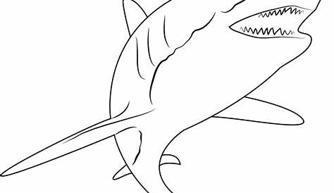 Gambar Ikan Hitam Putih Png : Gambar Ikan Kartun Hitam Putih - Kumpulan