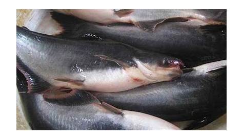 HERMAN SARUMAHA: Teknik Pembenihan Ikan Patin Siam (Pangasius hypopthalmus)