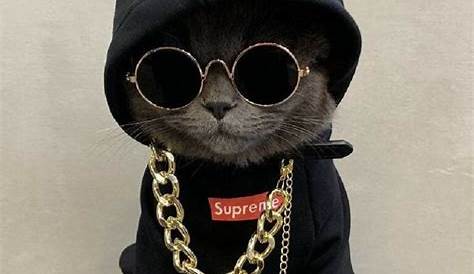 10 Potret Kucing Pakai Kacamata, Bak Seleb Papan Atas | Dailysia