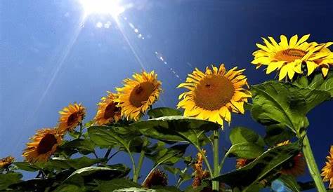 Gambar : bunga matahari, musim semi, pagi menjelang siang, halaman