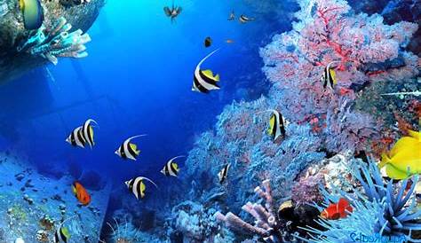 pemandangan alam bawah laut | Foto Dunia Alam Semesta INDONESIA