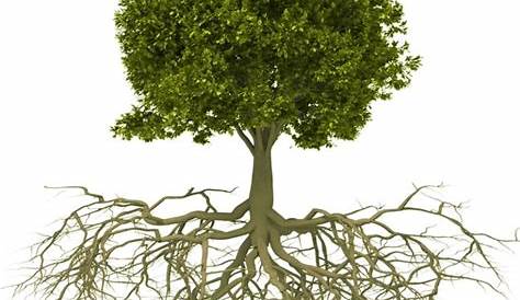 Pohon: Pengertian, Bagian-Bagian, Peranan