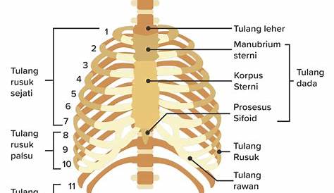 Tulang Rusuk Manusia [TERLENGKAP] : Pengertian, Struktur, Anatomi dan