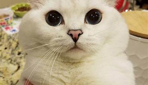 Kumpulan Gambar Kucing Lucu dan Imut - Mas Helmi Blog