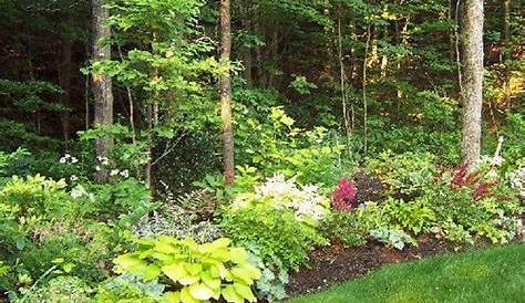Gardening Ideas For Sunny Edge Of Woods Pin By Graham On Plants