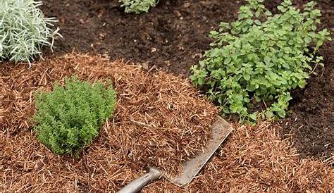 Gardening Mulch Ing 101 When Why & How To Your Garden Homestead