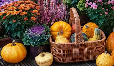 Herbstgarten Foto & Bild | jahreszeiten, herbst, natur Bilder auf