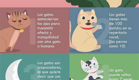 16 curiosidades de gato - Revista Petmi para amantes de mascotas