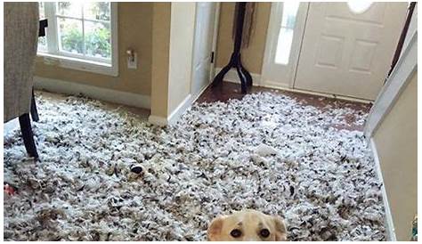 Get a puppy they said. It will be fun they said. | Funny animals, Funny