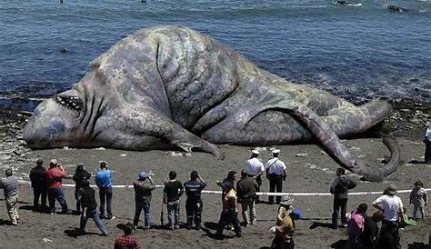 Mysterious sea creatures washed up in 2018, from shaggy-haired
