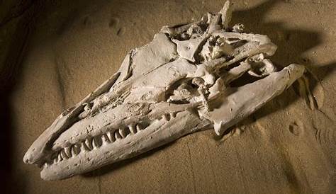 Incredible 'sea monster' skull revealed in 3D - BBC News