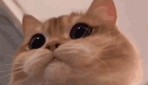 Cat GIF - Find & Share on GIPHY