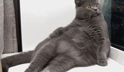 Funny cats - part 282 (40 pics + 10 gifs) | Amazing Creatures