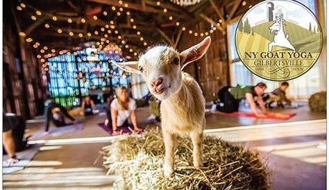 Gilbertsville Farmhouse Goat Yoga