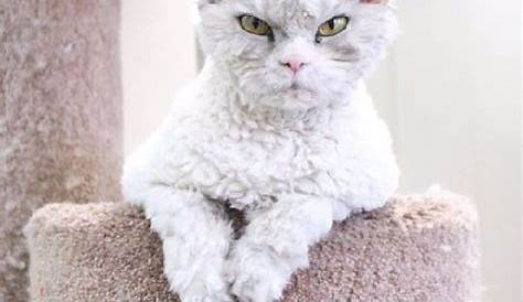 The Best 9 Angry Cat Meme Face - melaniereber