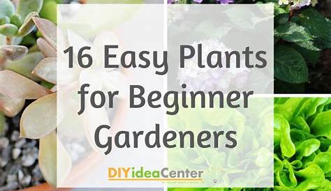 Good Garden Plants For Beginners