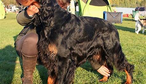 Gordon Setter Puppies for Sale from Reputable Dog Breeders