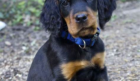 Raven, 8 week old Gordon Setter Puppy. | All Creatures Great & Small