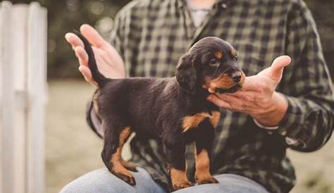 Gordon Setter Dog Breed Information and Characteristics | Daily Paws