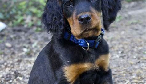 Where to Find Gordon Setter Puppies for Sale - Dogable