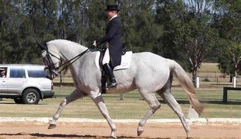 Grand Prix Dressage Horse For Sale Australia FEI Schoolmaster