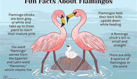 INFOGRAPHIC: Flamingos Size Chart - ZooChat | Flamingo, African animals