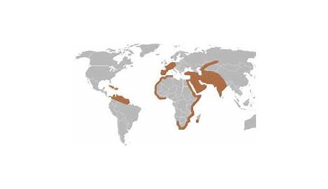 Greater Flamingo : Geographic range