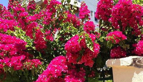 Buganvillas in Chios Island, Greece Greek Flowers, Cozy Living Spaces