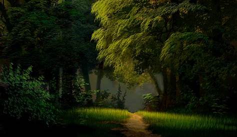 Green Forest HD Wallpapers - Wallpaper Cave