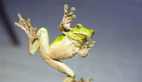 Green Frog, hind leg and webbed foot | A Green Frog (Rana cl… | Flickr