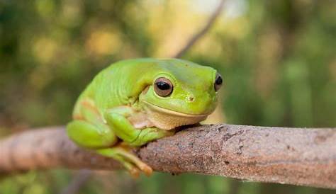 Green Tree Frog Facts - Pet Ponder