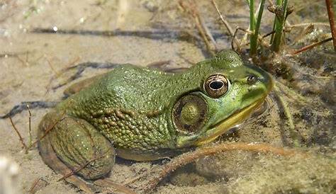 Grenouille verte ou grenouille commune; Nom Scientifique : Rana klepton