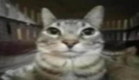 Free download swgcat Staring Cat Gusic in 2021 Cats Cat memes Funny